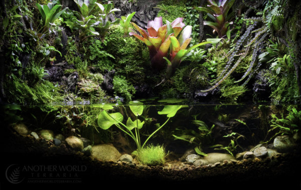 Build 1 – 29 Gallon Paludarium – Finished Tank Build 1 - 29 Gallon Paludarium - Finished Tank - ©Matthew Schwartz - www.AnotherWorldTerraria.com