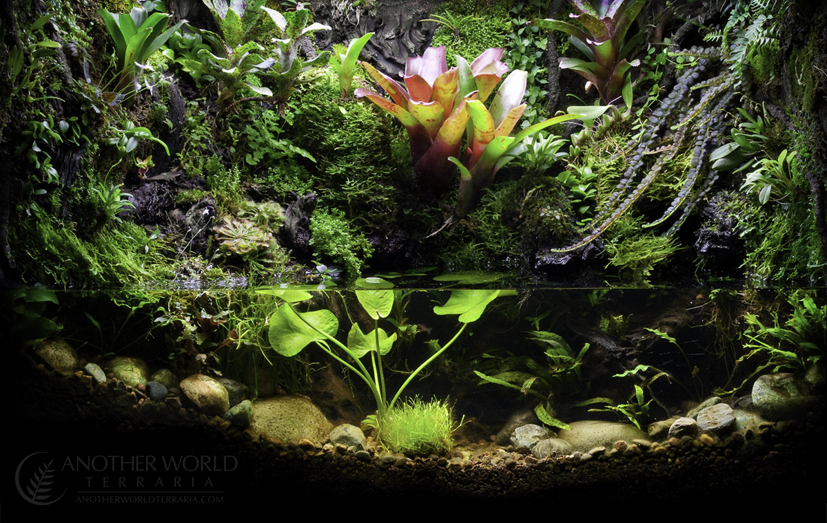 Build 1 - 29 Gallon Paludarium - Finished Tank - ©Matthew Schwartz - www.AnotherWorldTerraria.com