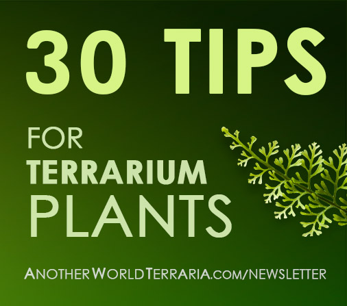 30 days of tips for miniature tropical plants