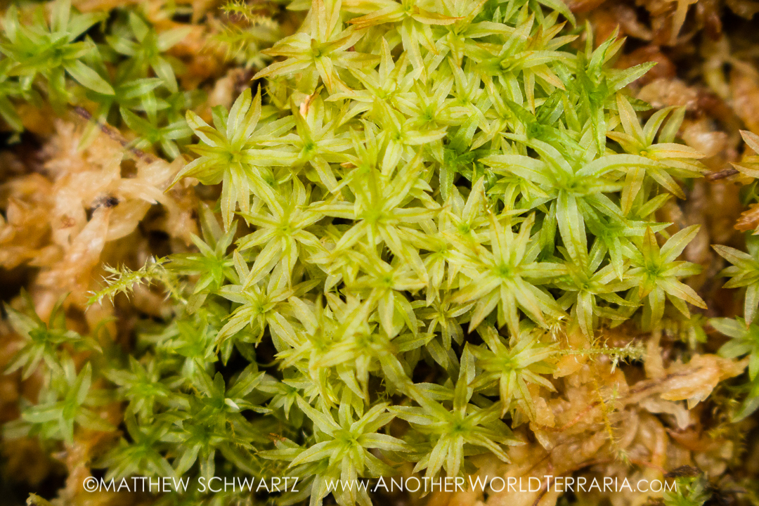 Atrichum species moss