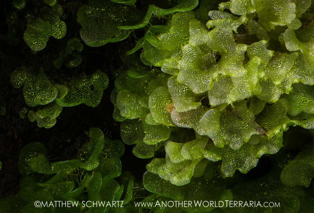 Micro Liverwort, possibly Fossombronia species
