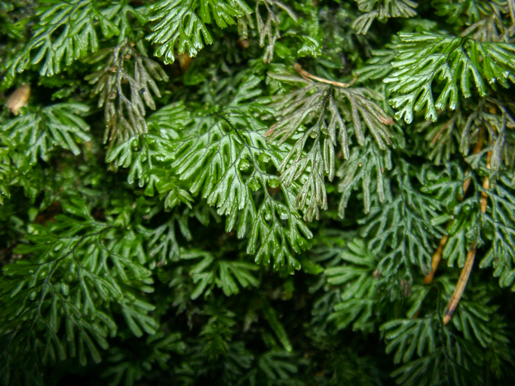 WP-Hymenophyllum-Exkursion_nach_Berdorf_(Luxemburgexkursion)_011