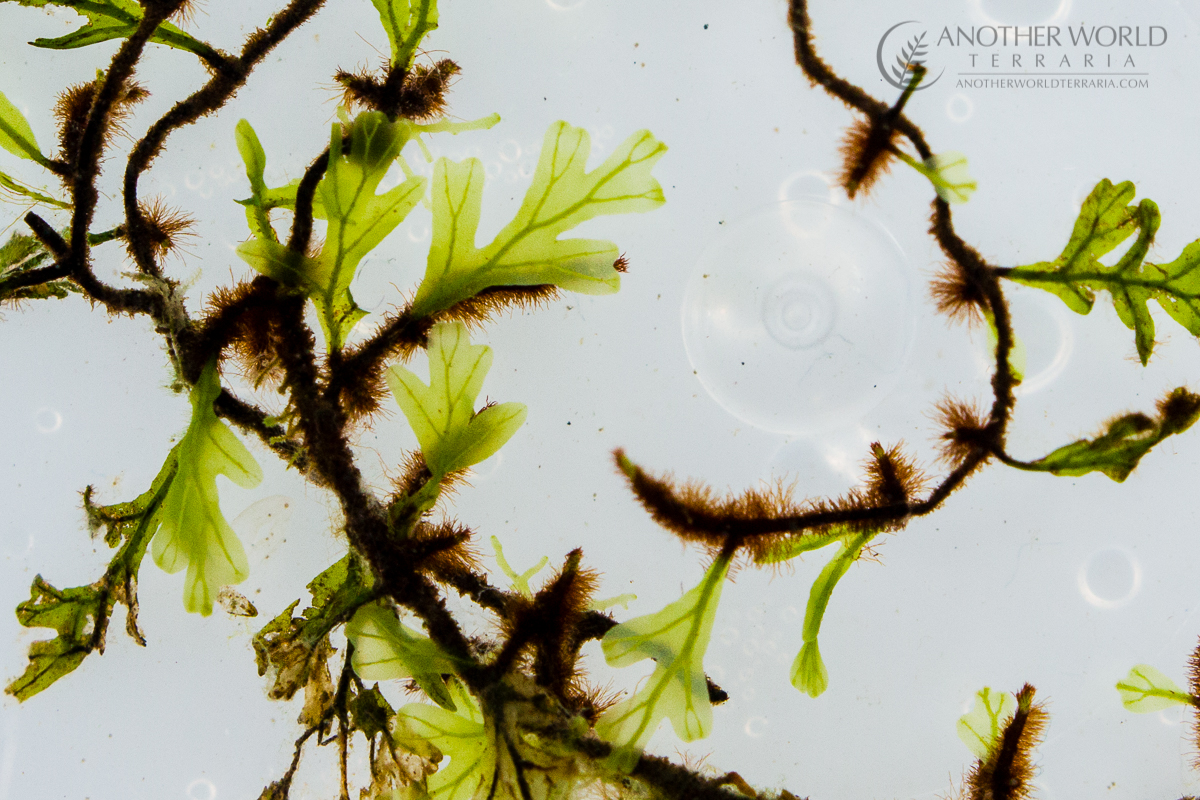 Filmy fern grown submersed (under water) Filmy fern occurrences world map