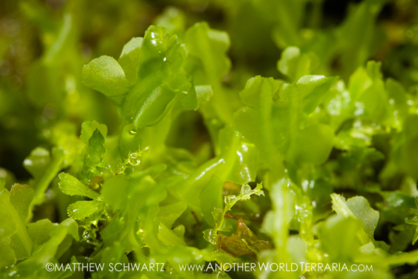 Ecuadorian Liverwort Ecuadorian Liverwort
