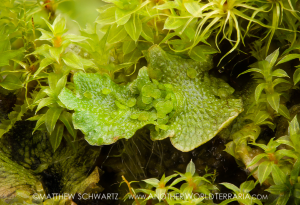 Marchantia polymorpha liverwort with gemma Marchantia polymorpha liverwort with gemma