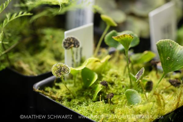 Elaphoglossum peltatum fma standleyi and moss Elaphoglossum peltatum fma standleyi