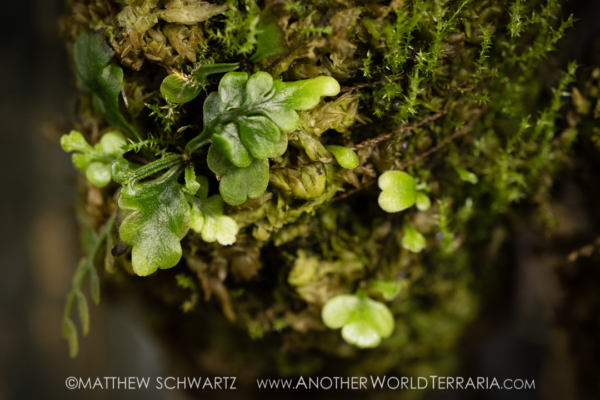 Asplenium NOID with moss on mount Asplenium NOID with moss on mount