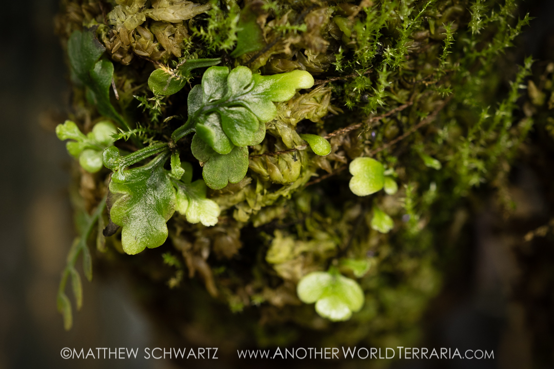 Asplenium NOID with moss on mount