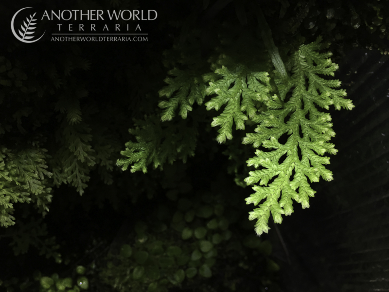 Selaginella sp White Peru Selaginella sp White Peru