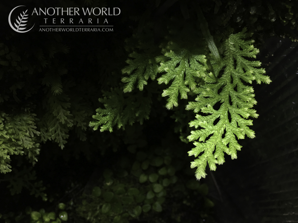 Selaginella sp White Peru Selaginella sp White Peru
