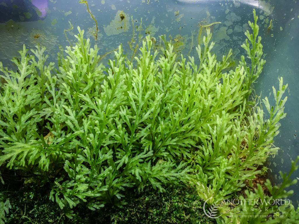 Filmy fern occurrences world map