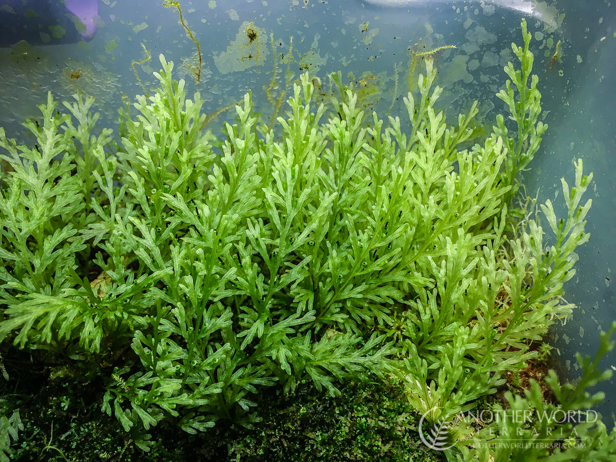 MRS_20220113_059 Filmy fern occurrences world map