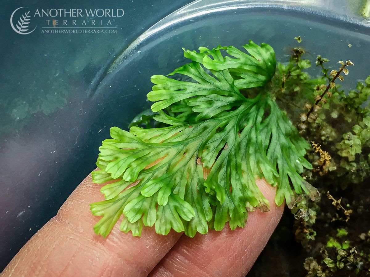 MRS_20220113_083 Filmy fern occurrences world map