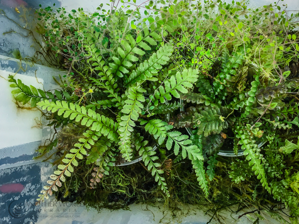 Filmy fern occurrences world map