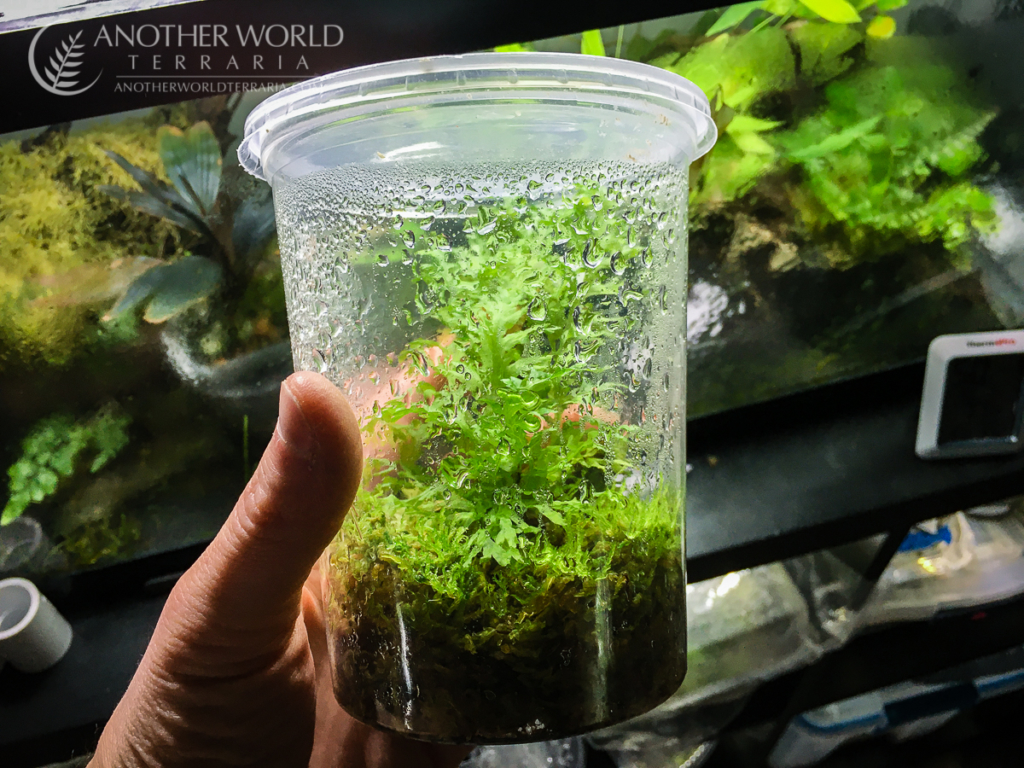 Filmy fern occurrences world map