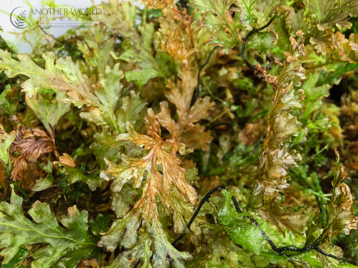 MRS_20221024_006 Filmy fern occurrences world map