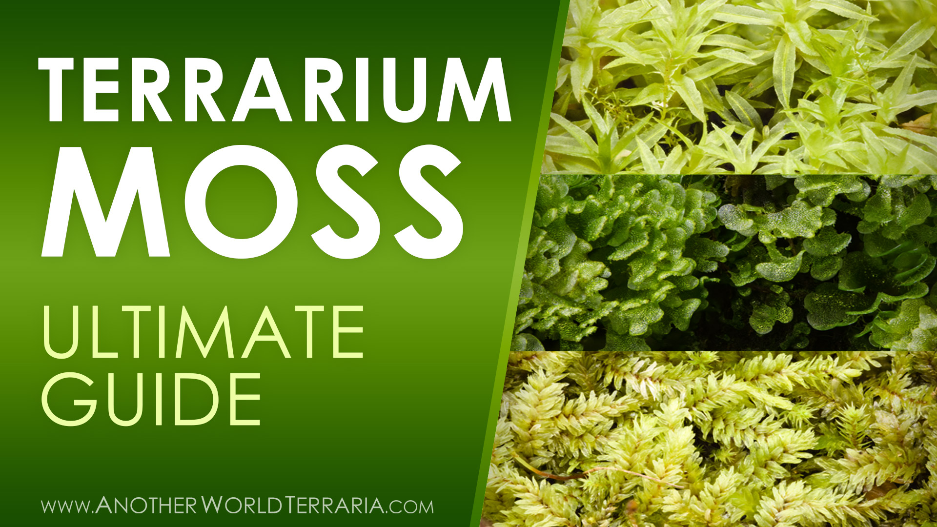 All About Terrarium Mosses and Liverworts – Another World Terraria