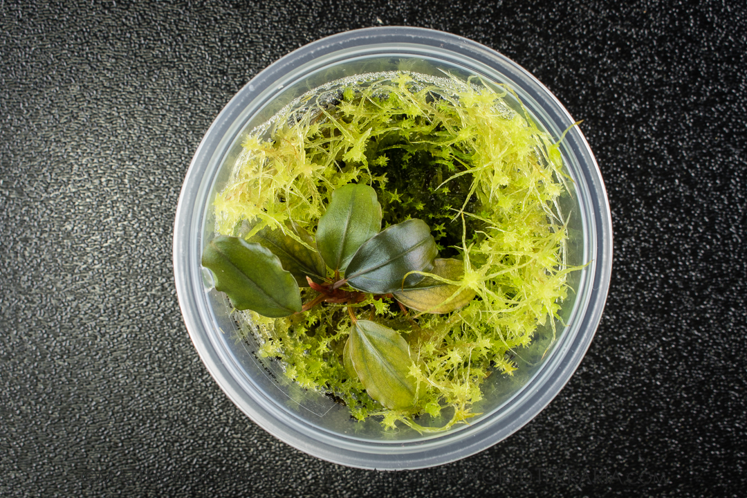 Regrown Sphagnum moss which is smothering a Bucephalandra plant.