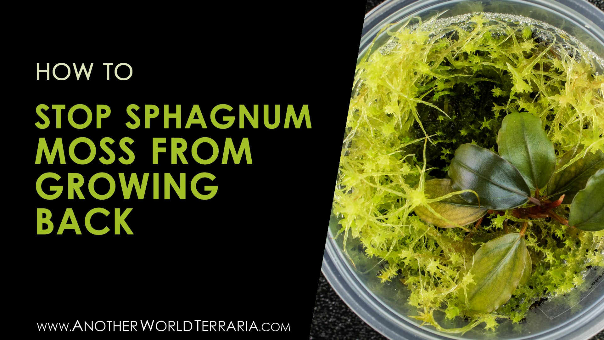 How to stop sphagnum moss from growing back
