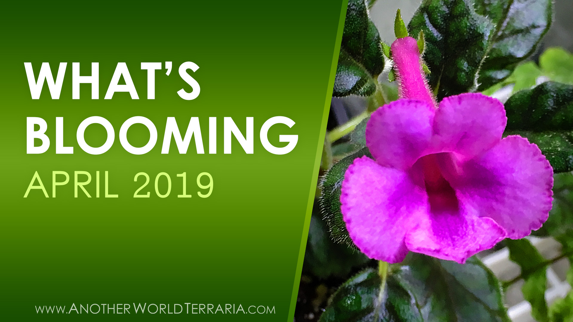 What's Blooming - 2019 April