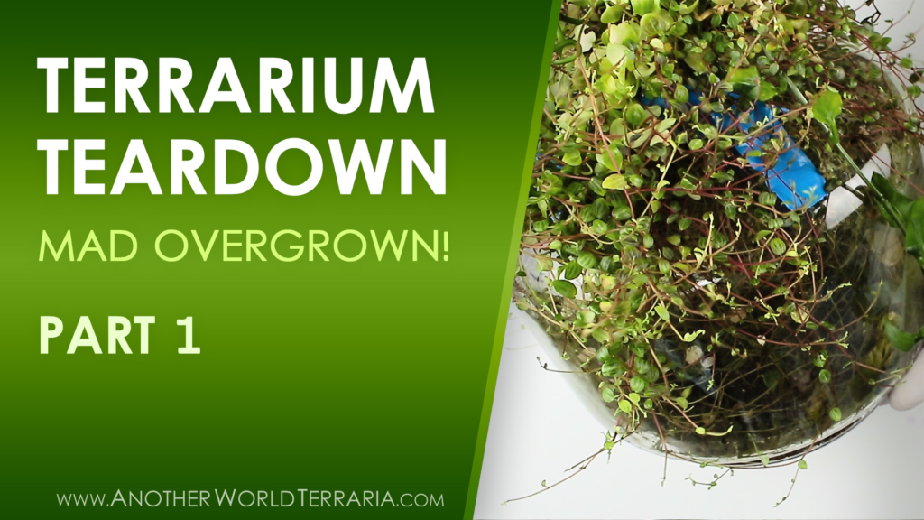 Rare Plant Terrarium Teardown (Crazy Overgrown!) Part 1