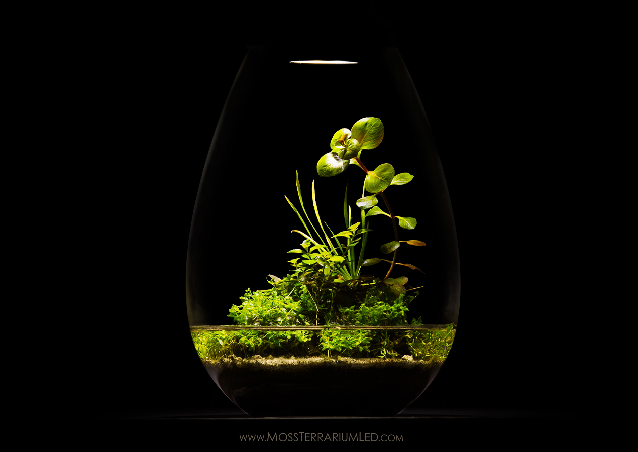 Wabi Kusa inside a Moss Terrarium LED Light