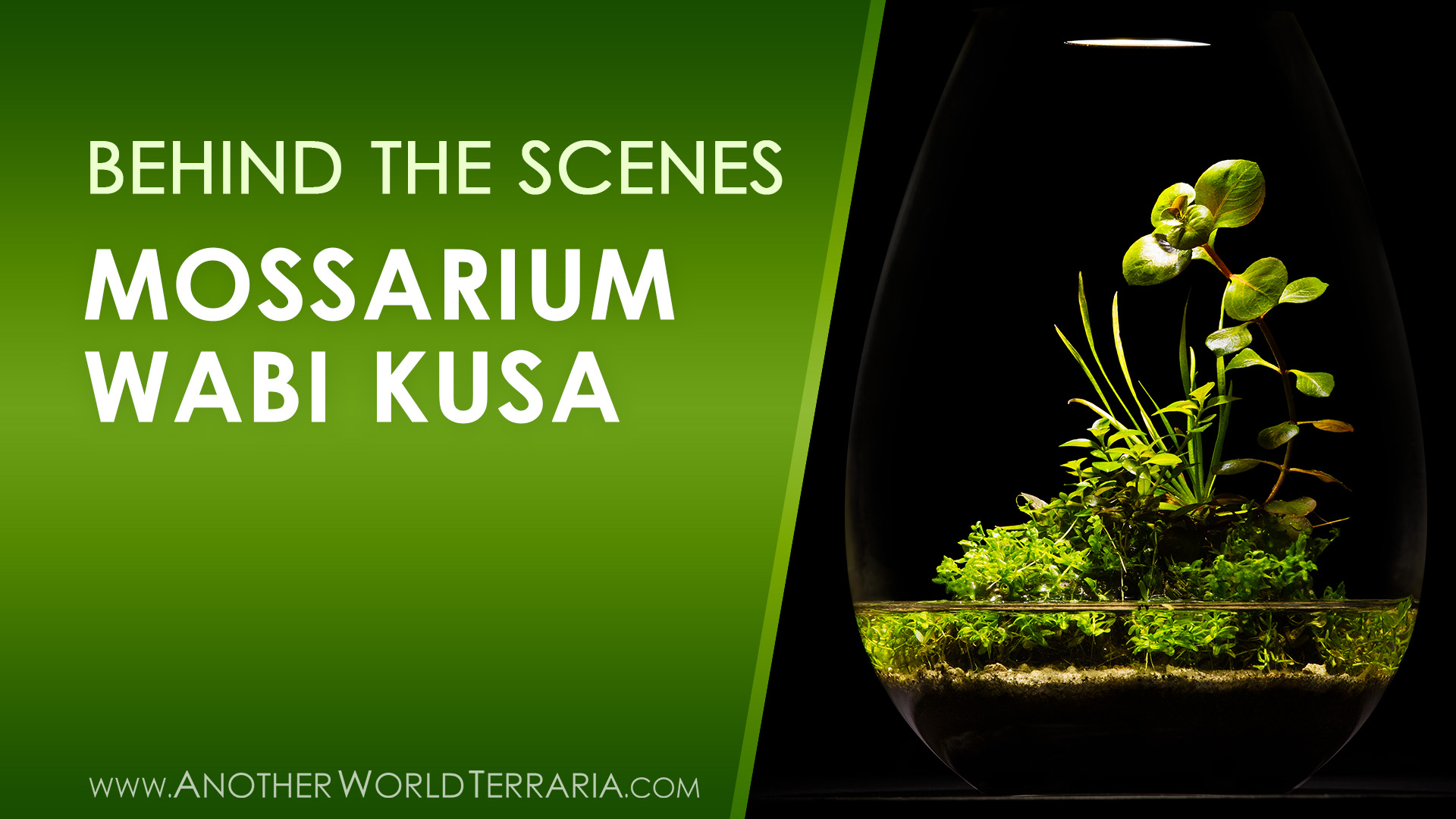 Behind the Scenes Build - Mossarium LED Wabi Kusa