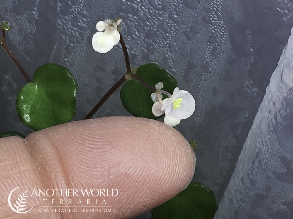 Begonia lichenora blooms with finger for scale