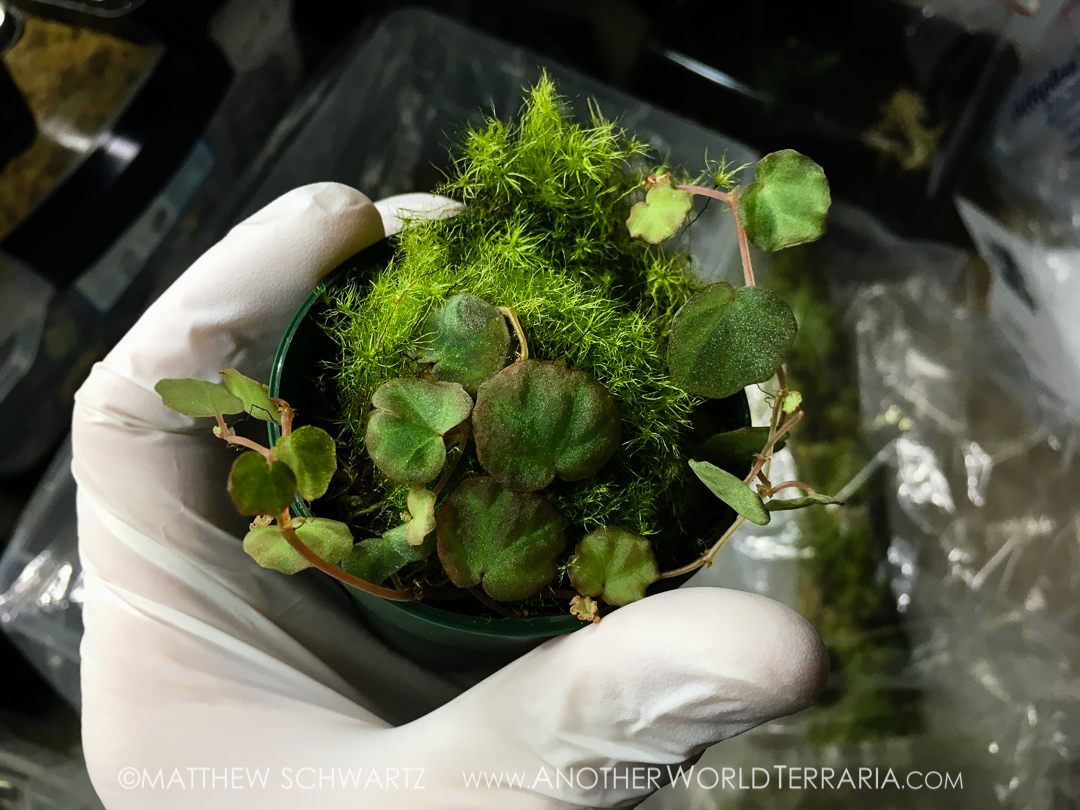 Begonia lichenora Another World Terraria