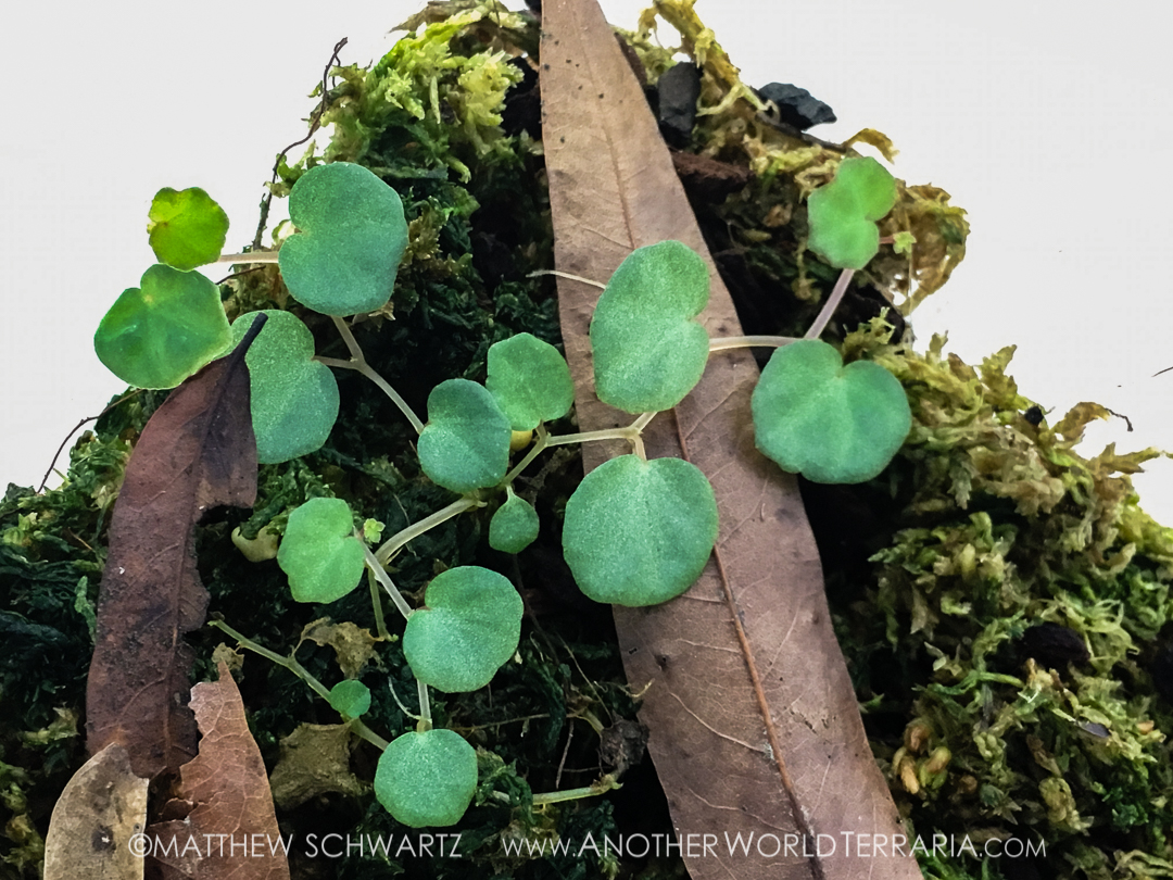 Begonia lichenora Another World Terraria