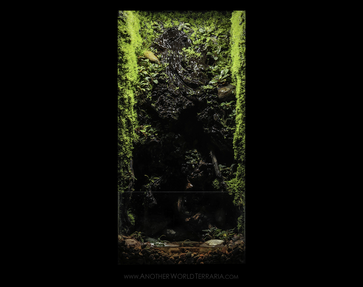 10 gallon vertical drip wall terrarium