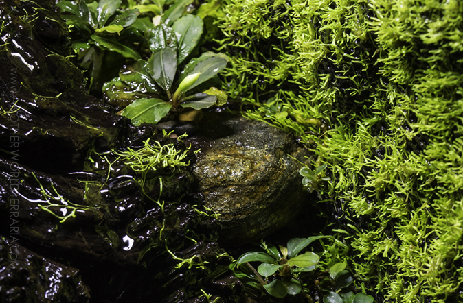 Bucephalandra and Riccia