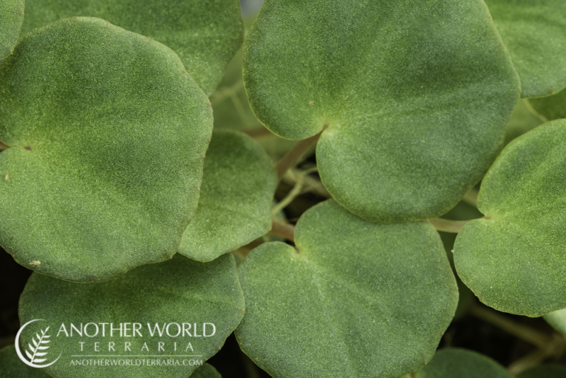 Begonia lichenora Another World Terraria