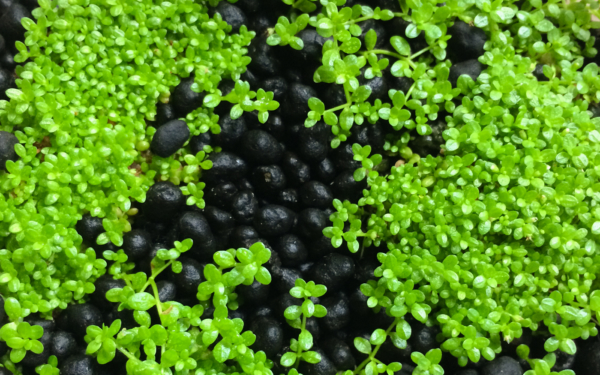 Hemianthus callitrichoides