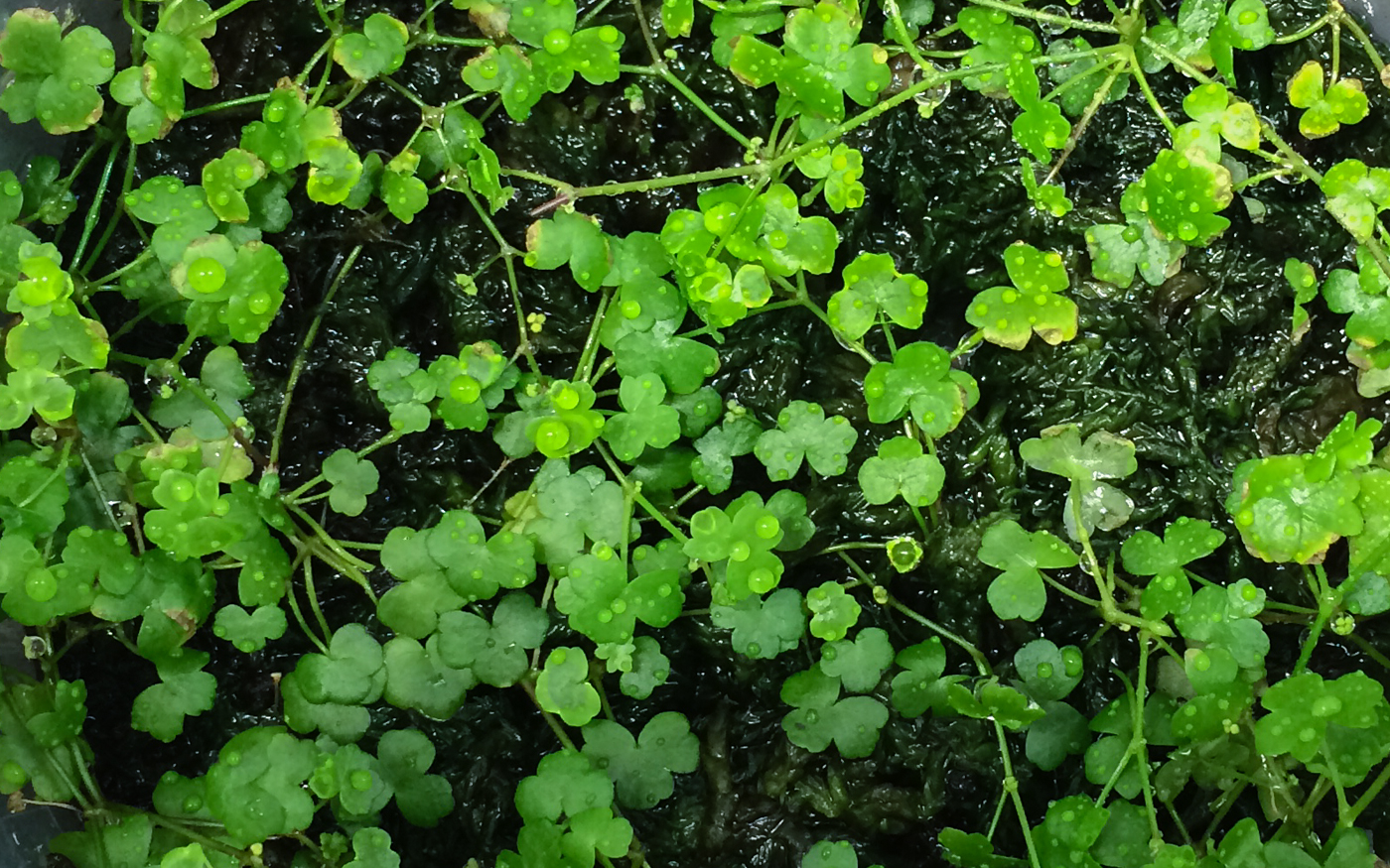 Hydrocotyle tripartita