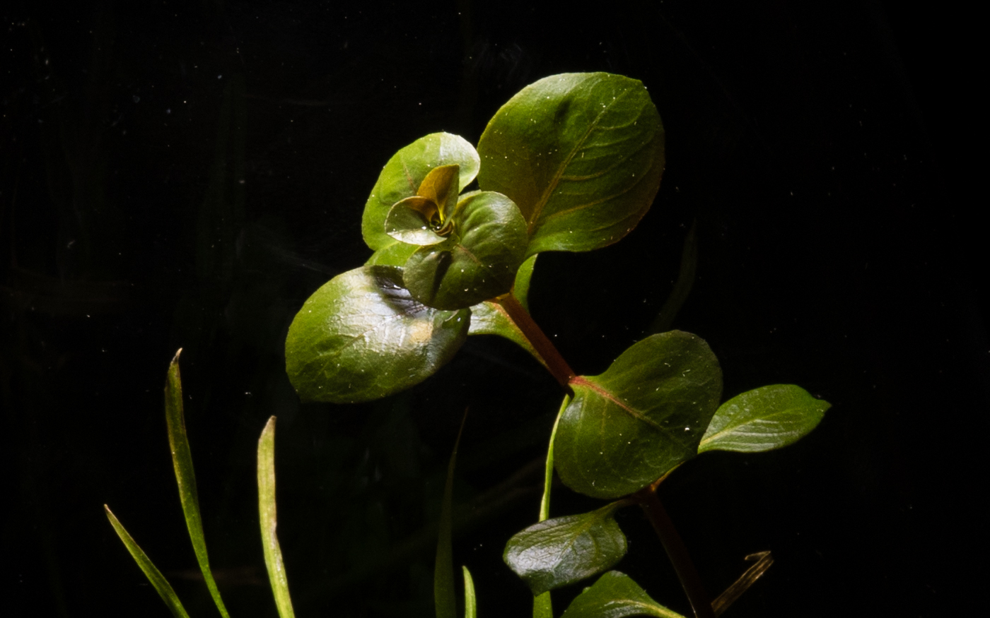 Ludwigia sp.