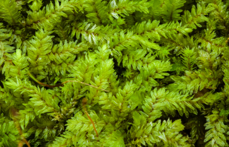 Generic Moss