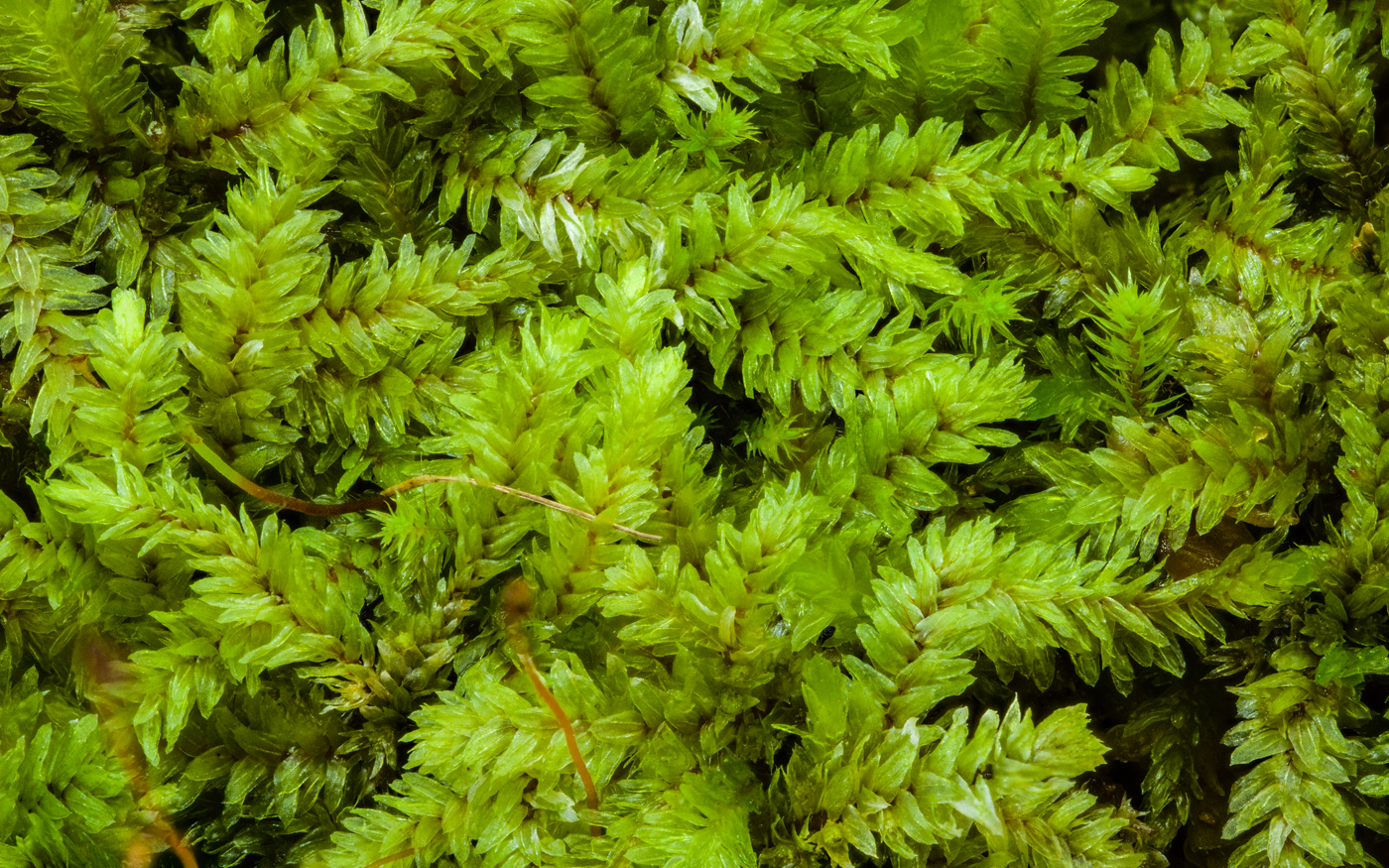 Generic Moss