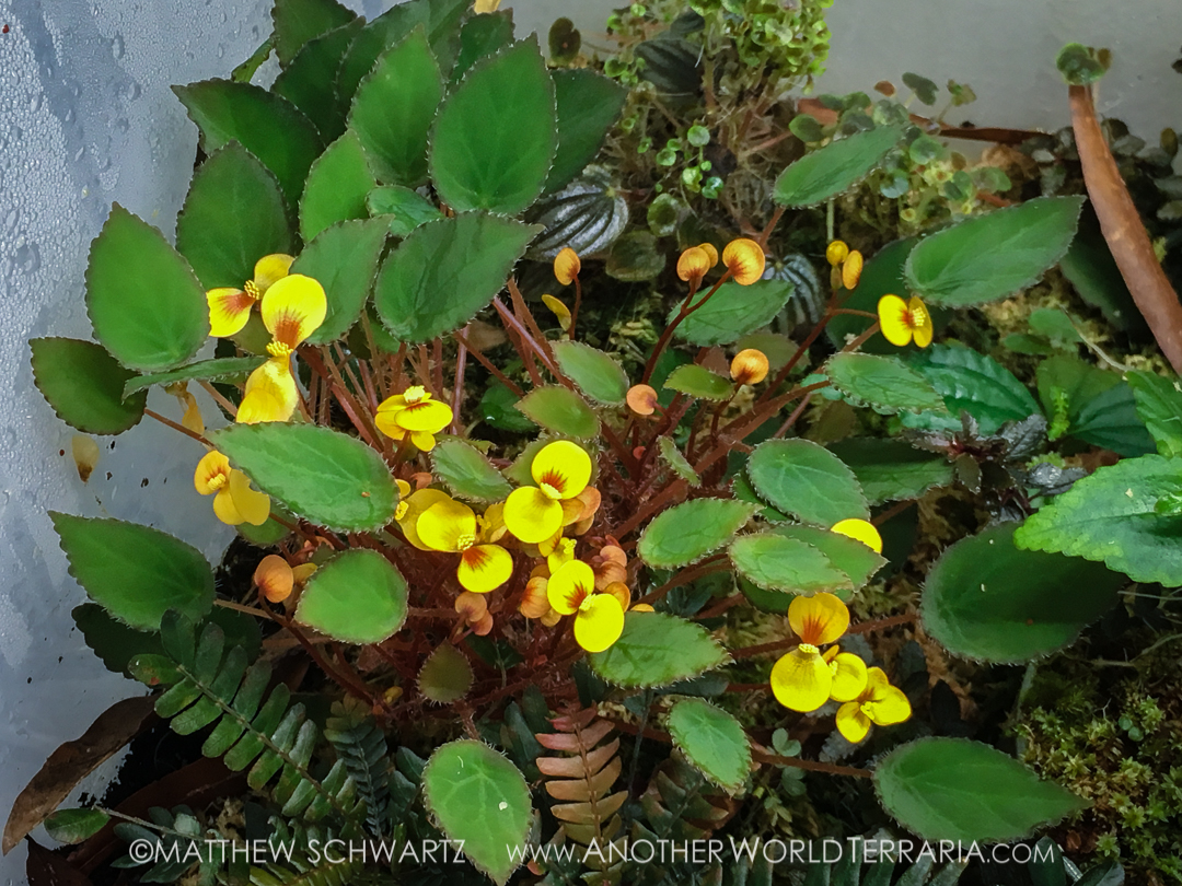 Begonia vankerckhovenii