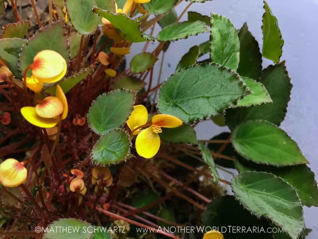 Begonia vankerckhovenii