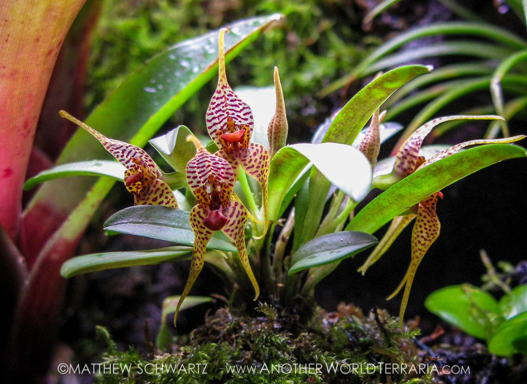 Dryadella zebrina bloom in a paludarium