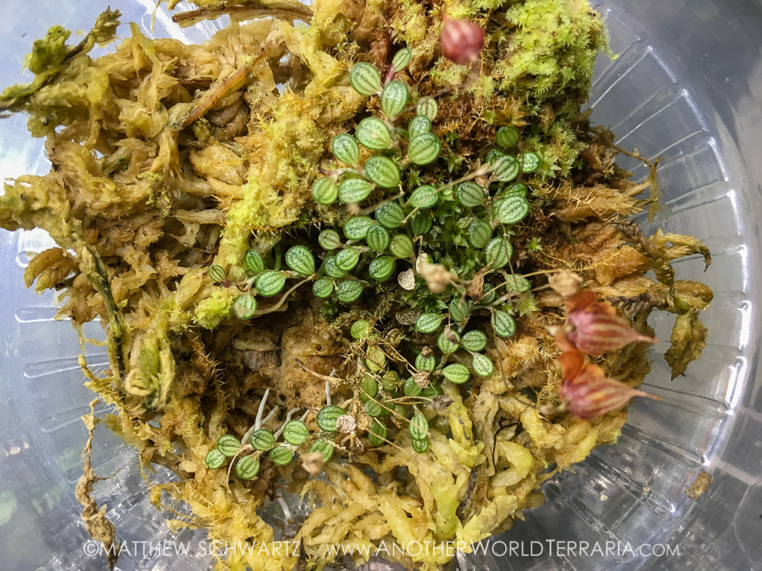 Specklinia dressleri in bloom