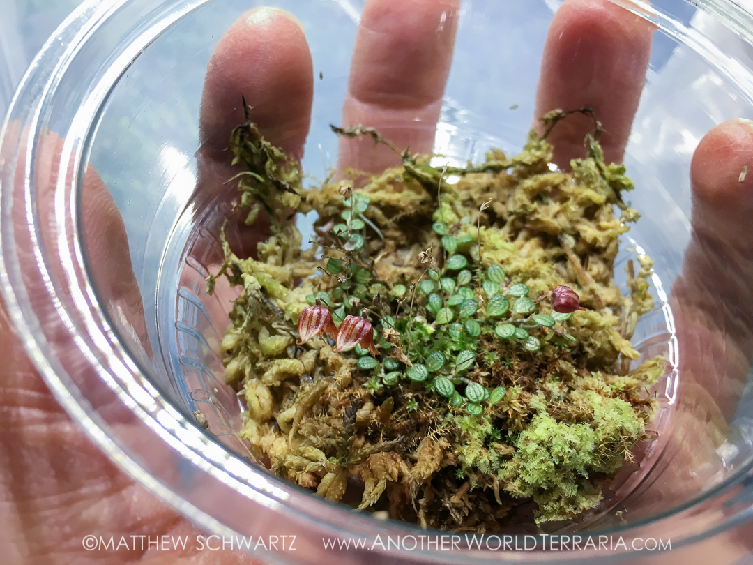 Specklinia dressleri in bloom in cup