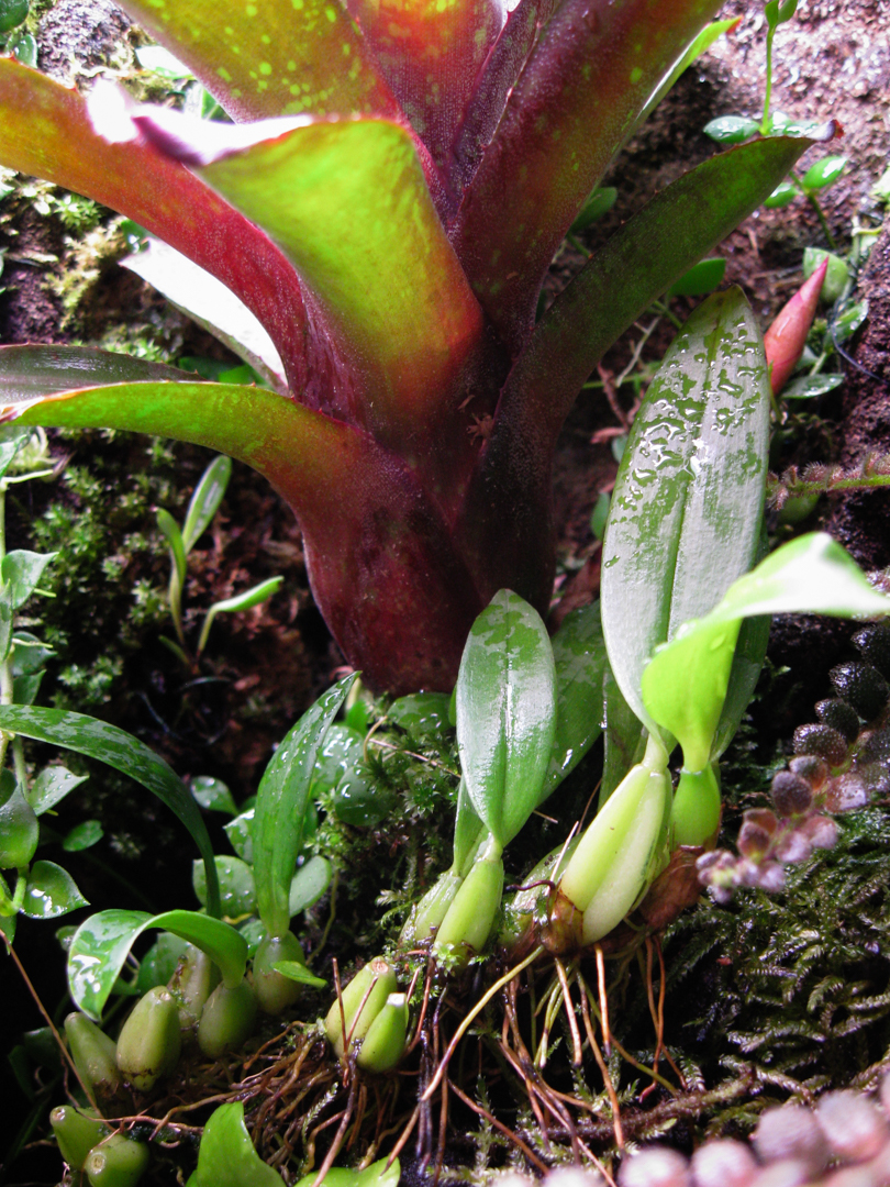 Bulbophyllum maquilingense