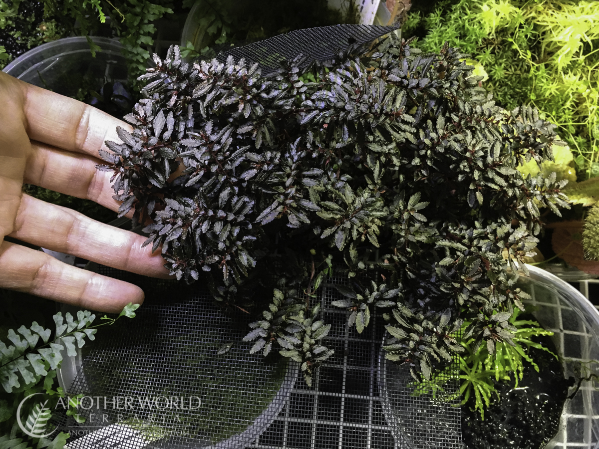 Triolena pileoides specimen plant