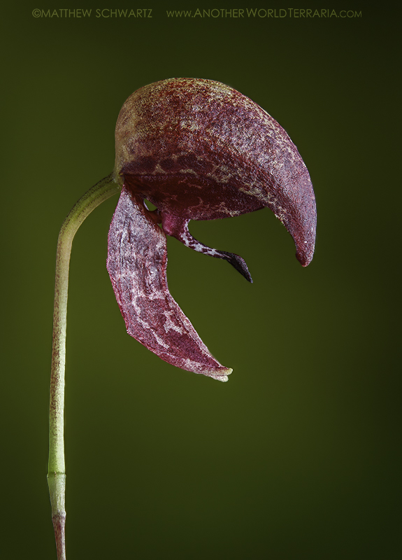 Bulbophyllum maquilingense (Red Form) bloom