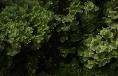 Micro liverwort species (possibly Fossombronia) Micro liverwort species (possibly Fossombronia)