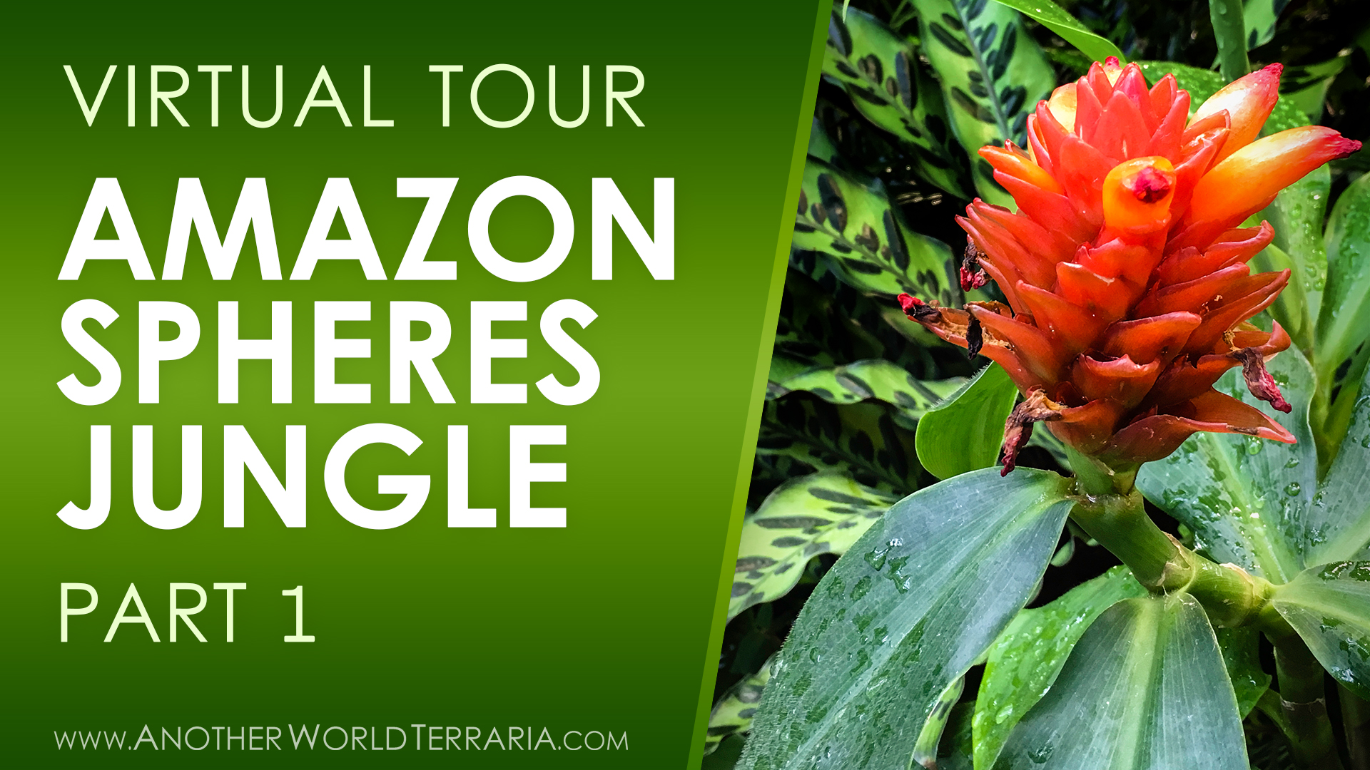 Amazon Spheres Jungle Tour Part 1