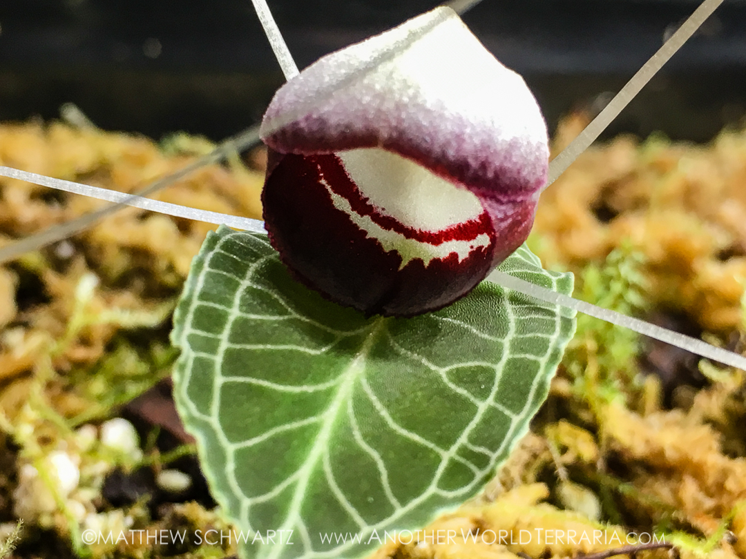 Corybas sp Phillippines bloom