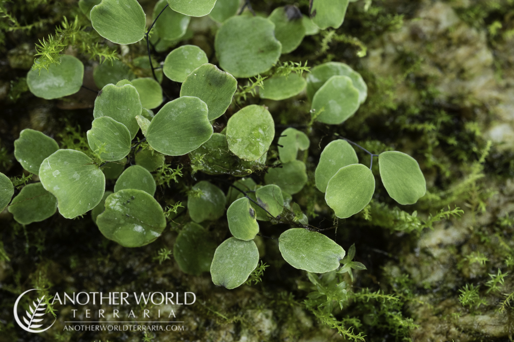 Adiantum mariesii